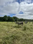 IMG_4670.jpeg