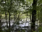 IMG_4631.jpeg